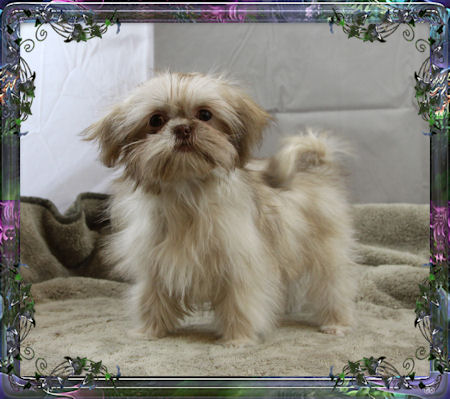 Tiny little female chinese imperial shih tzu puppies for sale small teacup
